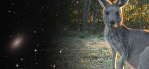 GAMAroo